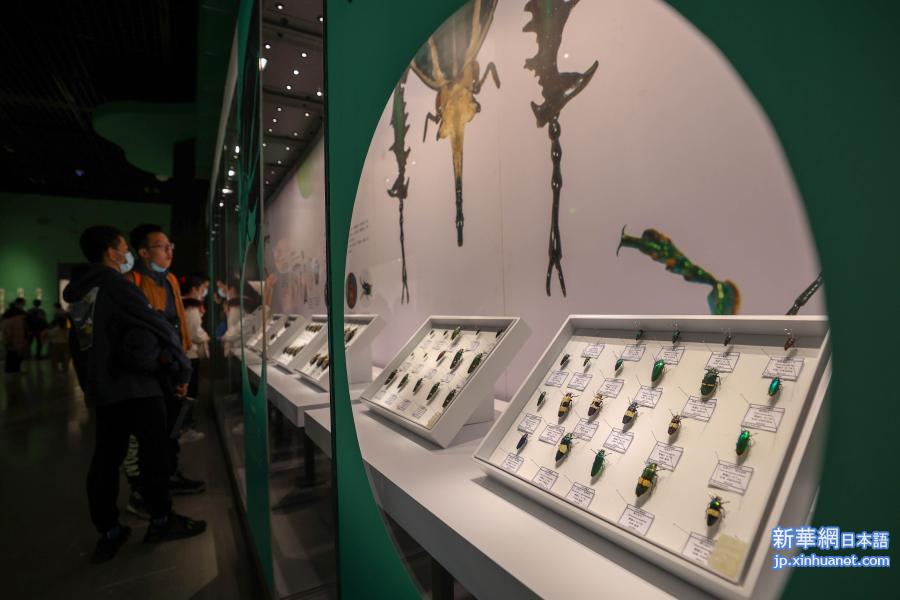 山東博物館で世界の珍しい昆虫標本を集めた展覧会_fororder_photo0201-1-4