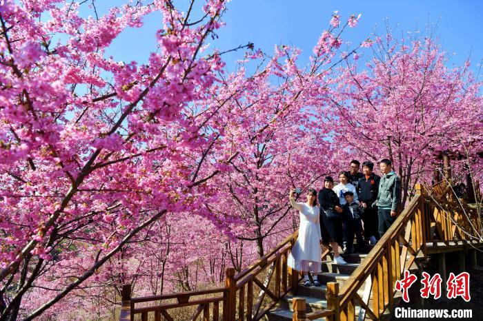 春爛漫！一面に広がる桜色の世界　福建省大田_fororder_photo1-3