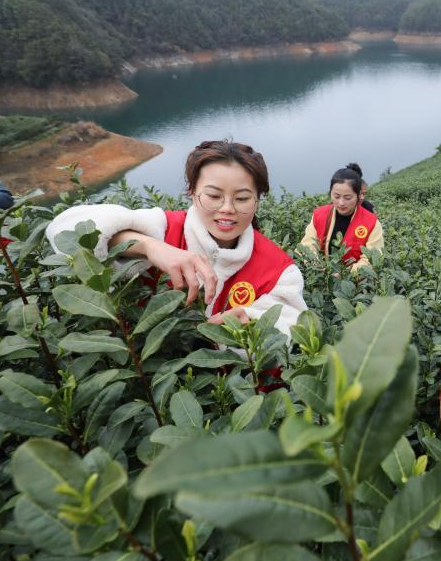 สวนชาบนเกาะในทะเลสาบเชียนเต่ากำลังยุ่งกับการเก็บชา_fororder_0301茶3
