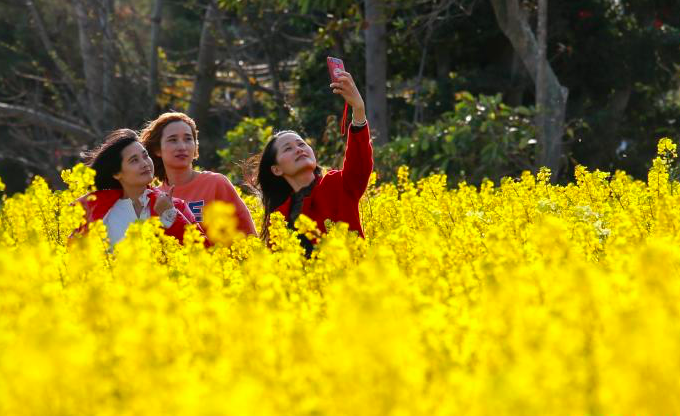 ทุ่งดอกเรปซีดสีเหลืองสุดอลังการที่มณฑลฝูเจี้ยน_fororder_截屏2021-03-02 下午12.50.31