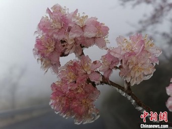 三寒四温の季節、3月の浙江省に樹氷の幻想的な景色広がる