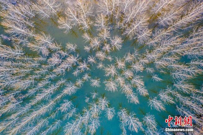 上空から撮影した山東省青島の生態苗畑_fororder_FOREIGN202103051011000321128970812