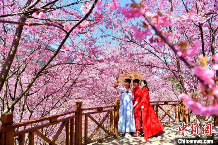 春爛漫！一面に広がる桜色の世界　福建省大田_fororder_photo1-4