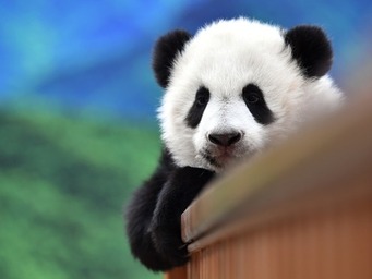 パンダの繁殖力が低い原因を専門家が発見