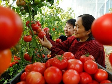 #समाचार सन्दर्भ# १८ वर्षदेखि 'कृषि, ग्रामीण क्षेत्र तथा किसान' चीनको केन्द्रीत प्राथमिकतामा