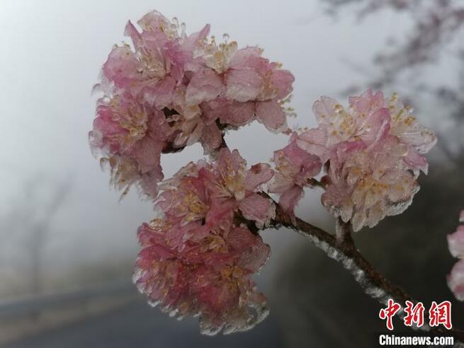 三寒四温の季節、3月の浙江省に樹氷の幻想的な景色広がる_fororder_t2