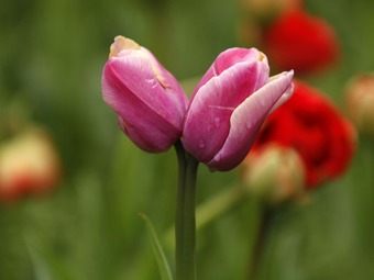 「双頭花」は幸運のシンボル！双頭花のチューリップが南京で開花　江蘇省