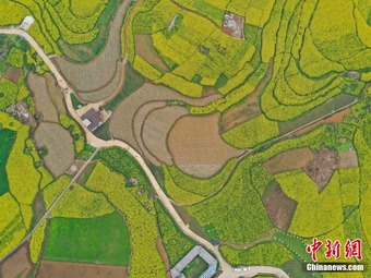 春色のカーペット！上空から撮影した広大な菜の花畑　貴州省六枝