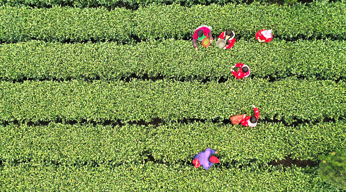 قطف شاي الربيع في قاعدة الشاي الأبيض في مدينة جيآن بمقاطعة جيانغشي_fororder_VCG111322306243