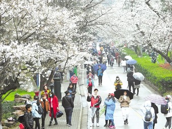 武漢大学で桜の花見、1万人が訪れる