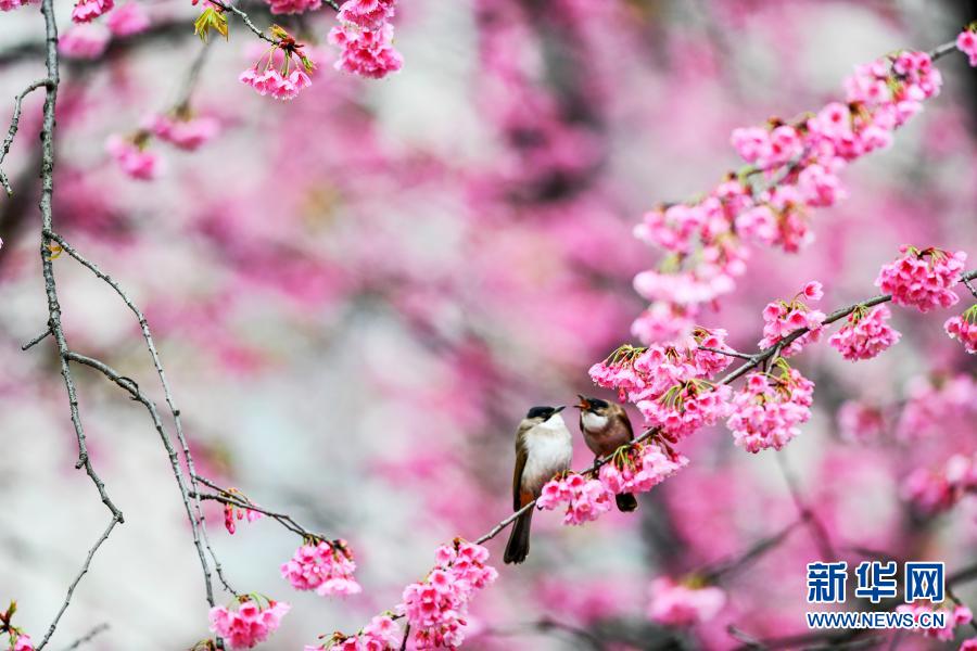 鳥がさえずり、桜が咲きほこる春のムード満載に　貴州省貴陽_fororder_FOREIGN202103111032000025210948064