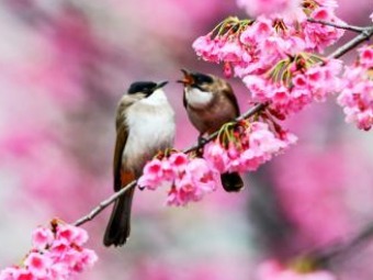 鳥がさえずり、桜が咲きほこる春のムード満載に　貴州省貴陽