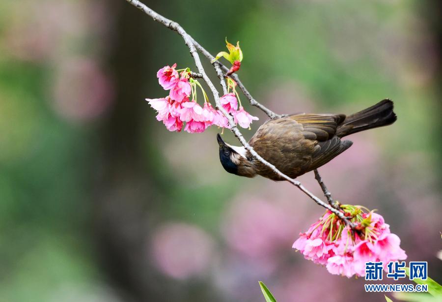 鳥がさえずり、桜が咲きほこる春のムード満載に　貴州省貴陽_fororder_FOREIGN202103111032000022244884356