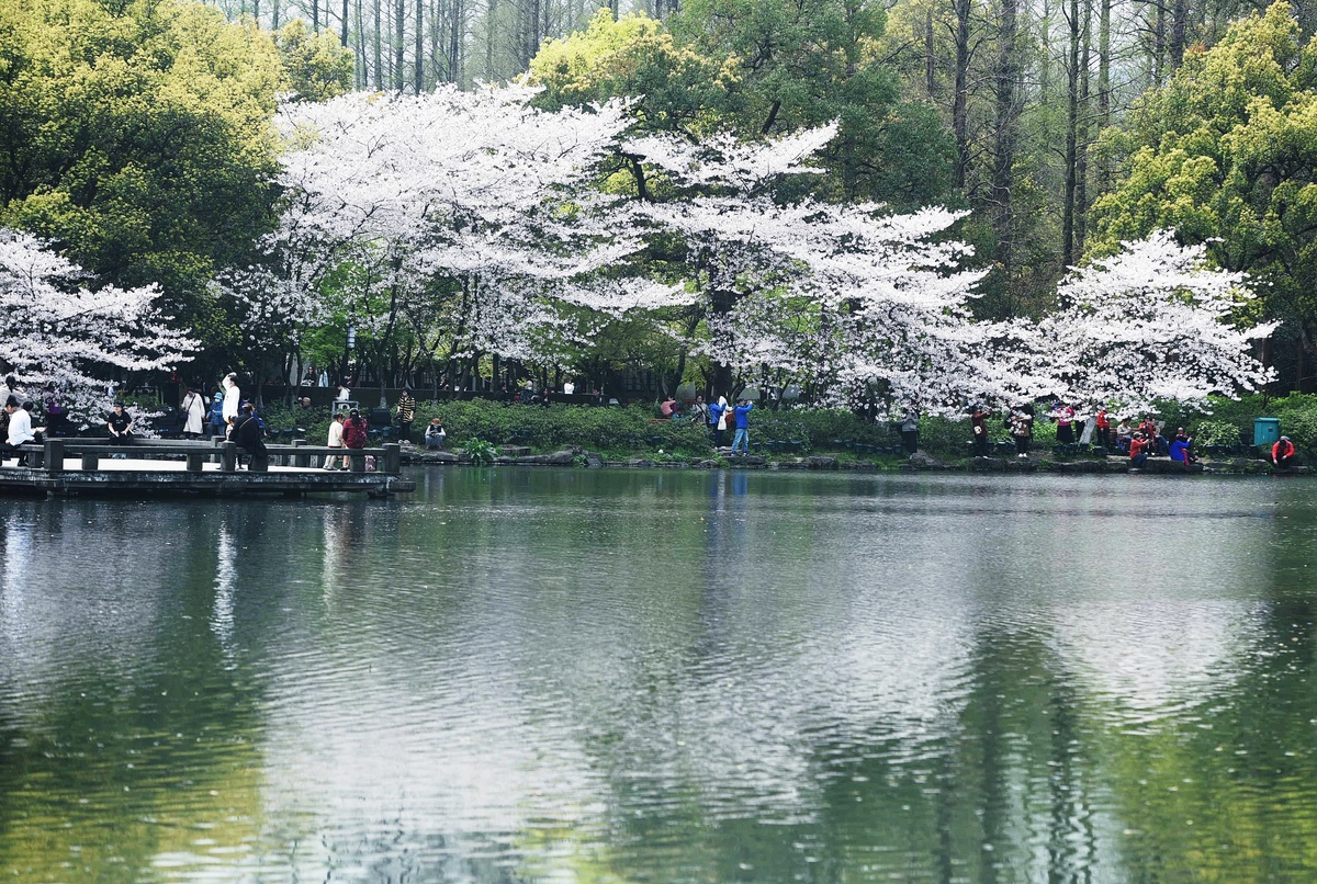 تفتح زهور الكرز في بحيرة شيهو بمدينة هانتغتشو شرقي الصين_fororder_VCG111322801701