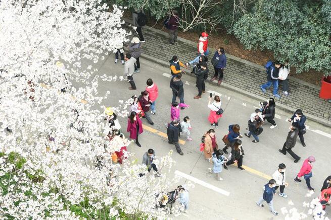 武漢支援の医療従事者、武漢大学で桜のお花見_fororder_N5图