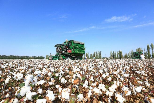 約15万ヘクタールの綿花を機械で収穫 機械化進み 高い収益得られるように 新疆 中国国際放送局