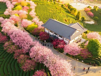 今年も桜が満開に　福建省竜岩市