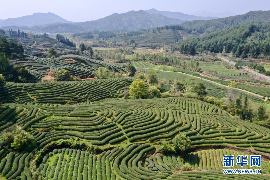 दक्षिण चीनमा चियाको पात टिप्दै किसान_fororder_3