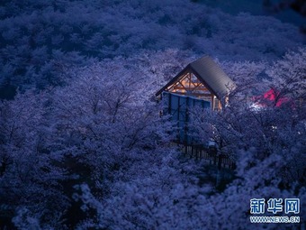 花見シーズン到来、中国各地の桜の名所をピックアップ！