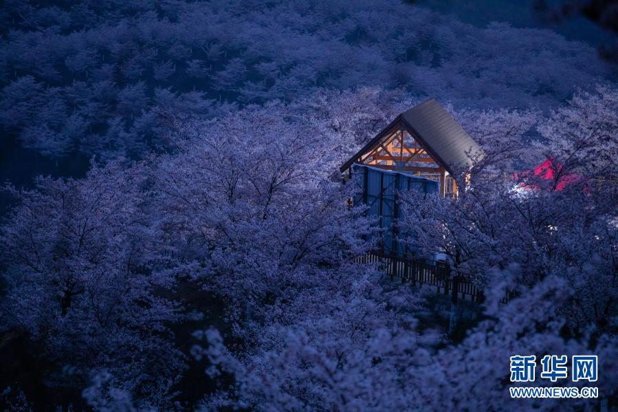 花見シーズン到来、中国各地の桜の名所をピックアップ！_fororder_1郷村振興を促す美しい桜の景色　貴州省安順