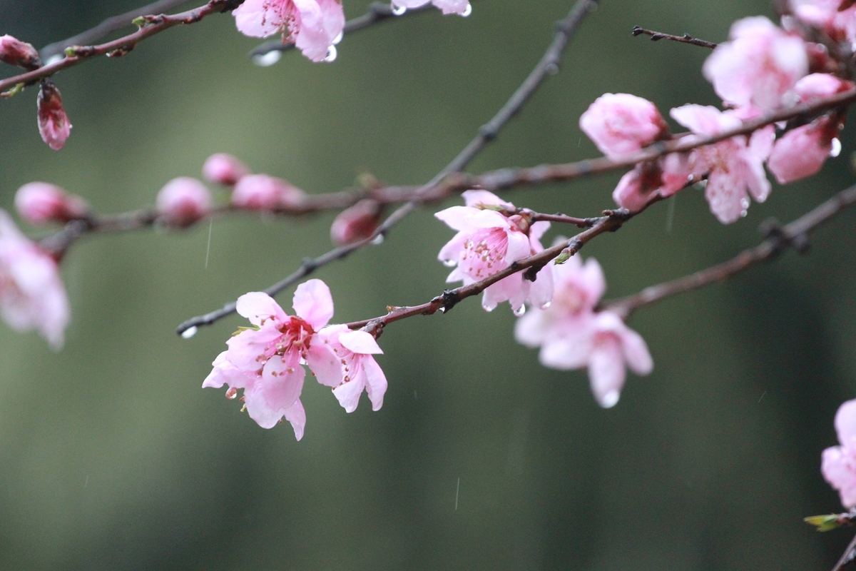 تفتح الأزهار في أمطار الربيع في مدينة نانتونغ بمقاطعة جيانغسو شرقي الصين_fororder_VCG111321975394