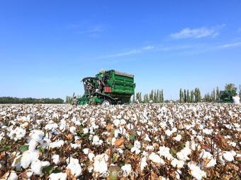 約15万ヘクタールの綿花を機械で収穫！機械化進み、高い収益得られるように　新疆
