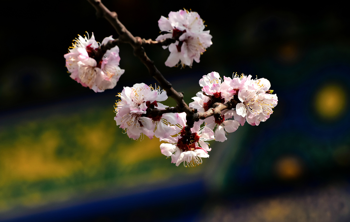 تفتح أزهار الربيع في القصر الإمبراطوري ببكين_fororder_VCG111322909449