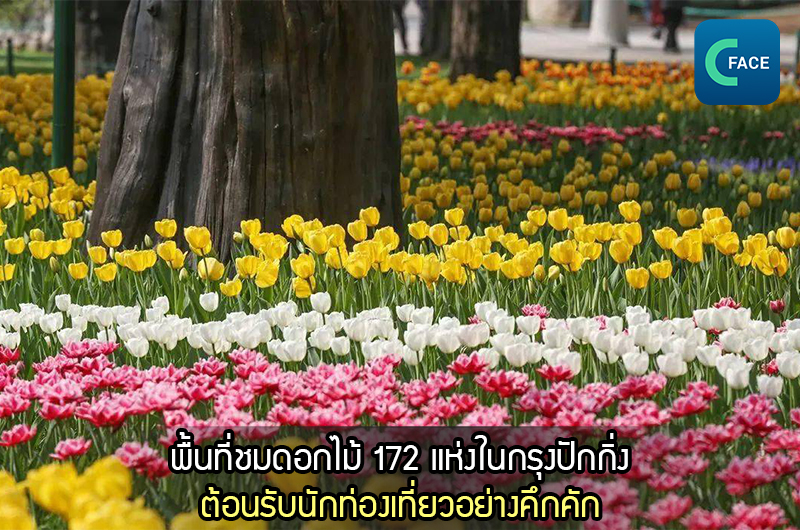 พื้นที่ชมดอกไม้ 172 แห่งในกรุงปักกิ่ง ต้อนรับนักท่องเที่ยวอย่างคึกคัก_fororder_20210329News05_1