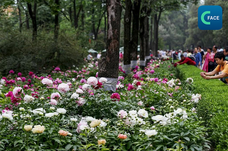 พื้นที่ชมดอกไม้ 172 แห่งในกรุงปักกิ่ง ต้อนรับนักท่องเที่ยวอย่างคึกคัก_fororder_20210329News05_3