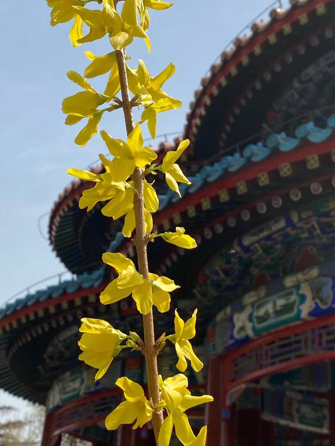حديقة تيانتان في فصل الربيع_fororder_微信图片_20210401155818