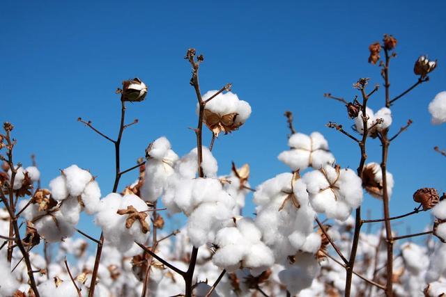 سنکیانگ میں کاشت  روئی  کا بی سی آئی کا بائیکاٹ بے بنیاد ہے ، پاکستان_fororder_0402棉花
