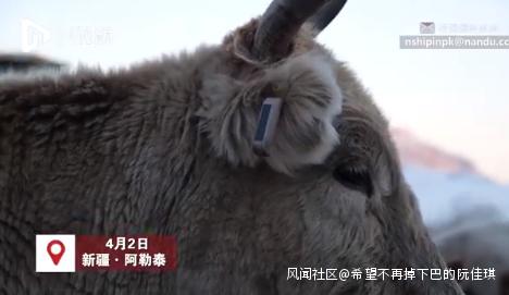 新疆の牧畜民、自宅で北斗衛星システムを利用し牛を放牧