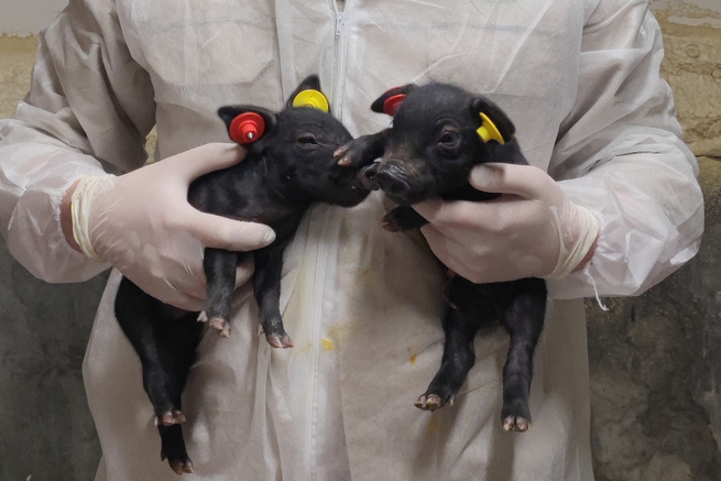 体細胞混合クローン技術で、豚のオスとメスの双子が誕生
