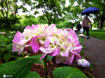 「夏入り」した上海の街に咲き誇る色とりどりのアジサイ