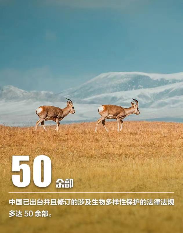 การอนุรักษ์ความหลากหลายทางชีวภาพของจีนประสบความสำเร็จดีเยี่ยม_fororder_WechatIMG2654