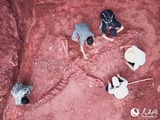 雲南省禄豊＝長さ8メートルの恐竜の化石を発見