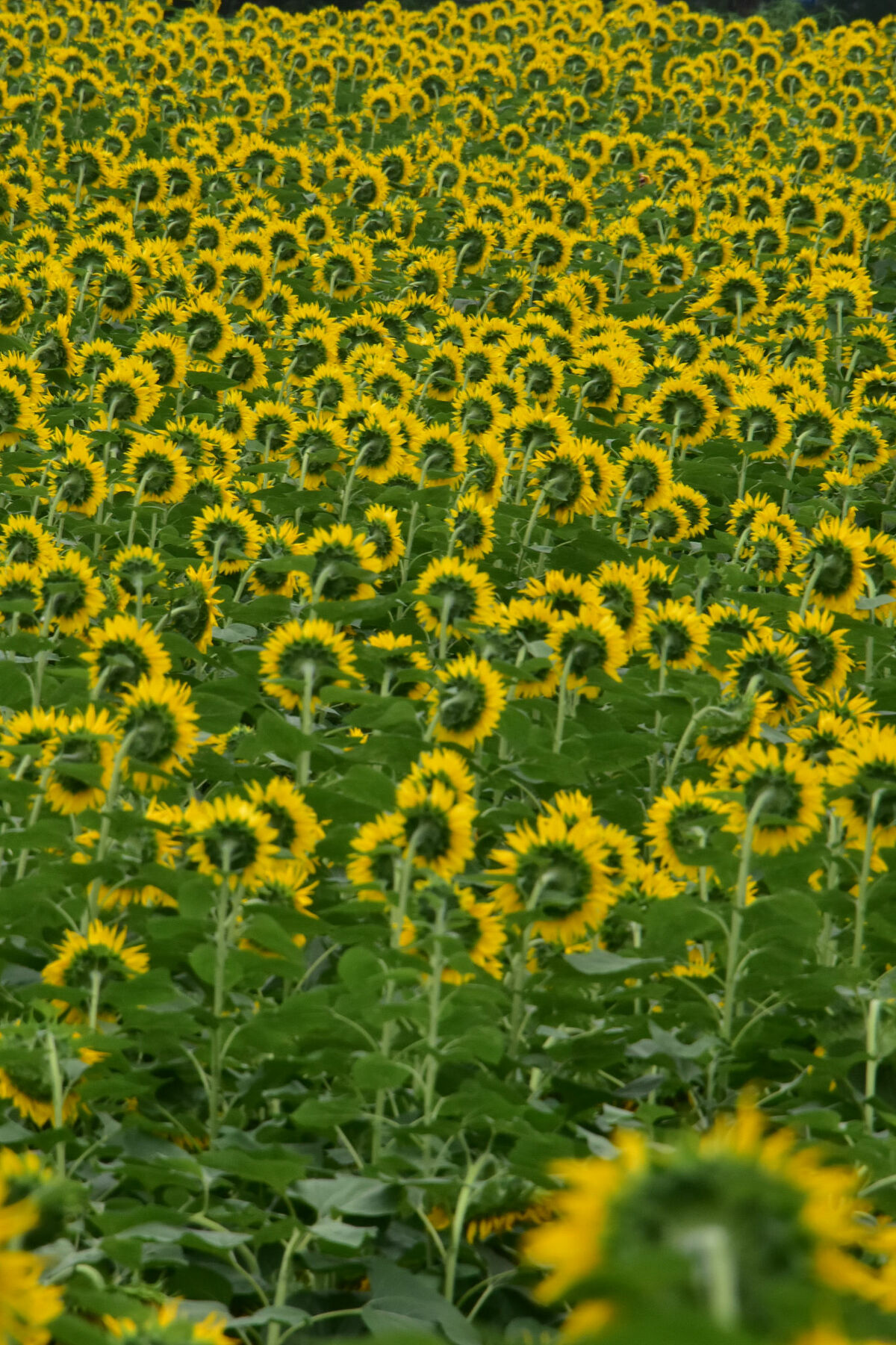 تفتح زهور دوار الشمس في الحديقة الأولمبية ببكين_fororder_VCG111338340902