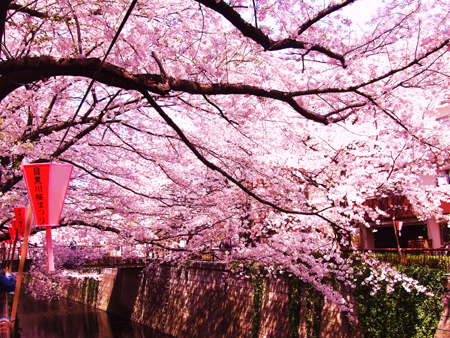 日本で実践！中国語5１ –桜を紹介する（前編）
