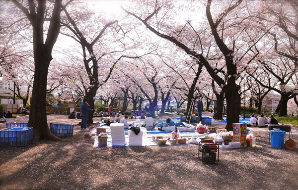 日本で実践！中国語52 –桜を紹介する（後編）