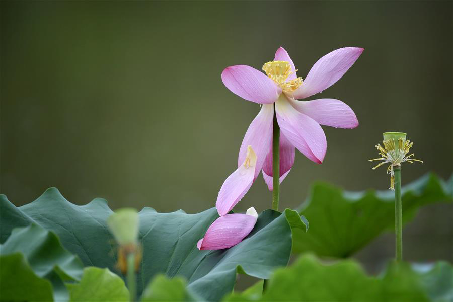 图片默认标题_fororder_20200608lotus-7