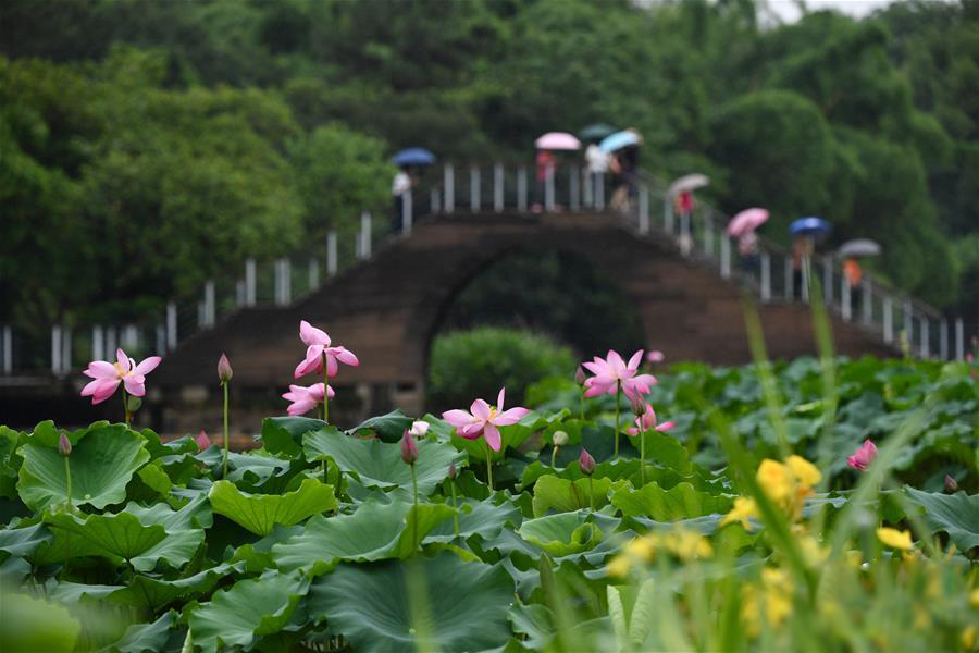 图片默认标题_fororder_20200608lotus-6