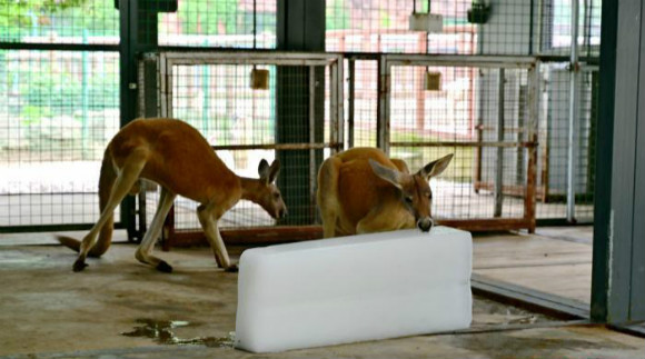 สวนสัตว์เมืองอู๋ซีเสิร์ฟผลไม้คลายร้อนให้สัตว์ต่างๆ_fororder_0807dwy-5
