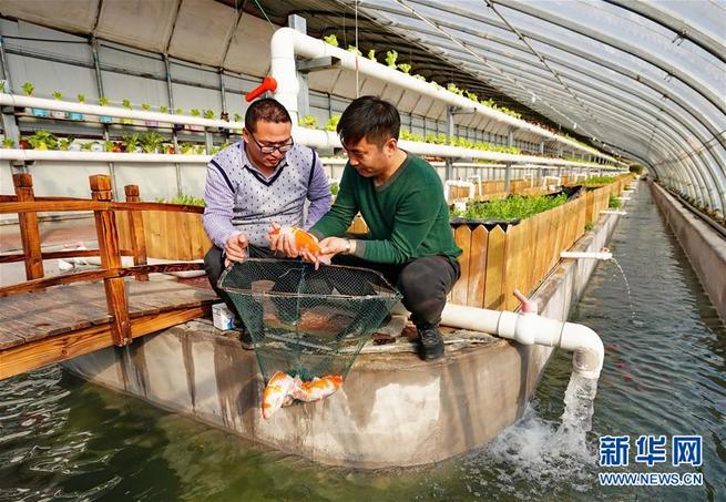 河北省の農場で、魚と野菜の共生生態循環システムを導入