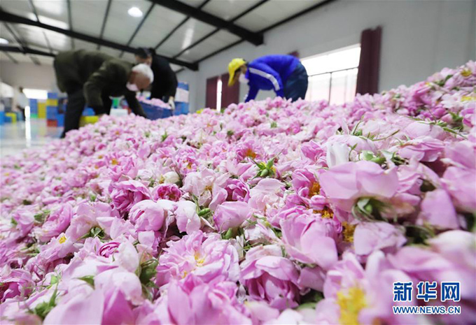 च्याङ सु प्रान्तको हाइ आन शहरको गुलाब फूल व्यवसाय