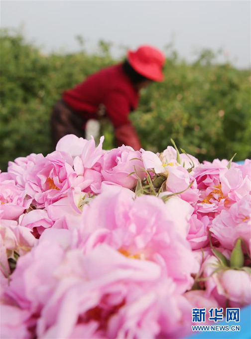 च्याङ सु प्रान्तको हाइ आन शहरको गुलाब फूल व्यवसाय