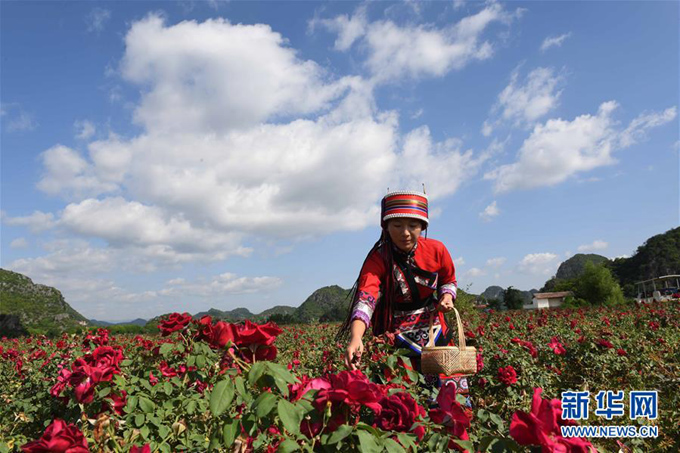 युननानमा गुलाब फूल उद्योगबाट गरिबी निवारण