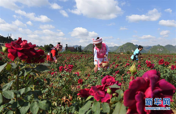 युननानमा गुलाब फूल उद्योगबाट गरिबी निवारण