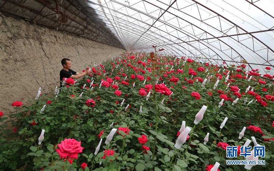 गुलाफ फूलको व्यवसायबाट किसानहरू धनी