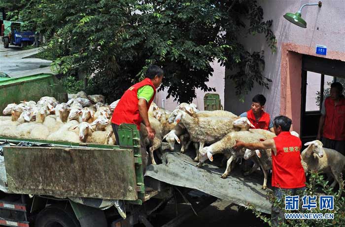 गरिबी निवारणका लागि सहायता स्वरूप सछ्वानलाई ५ हजार भेडा