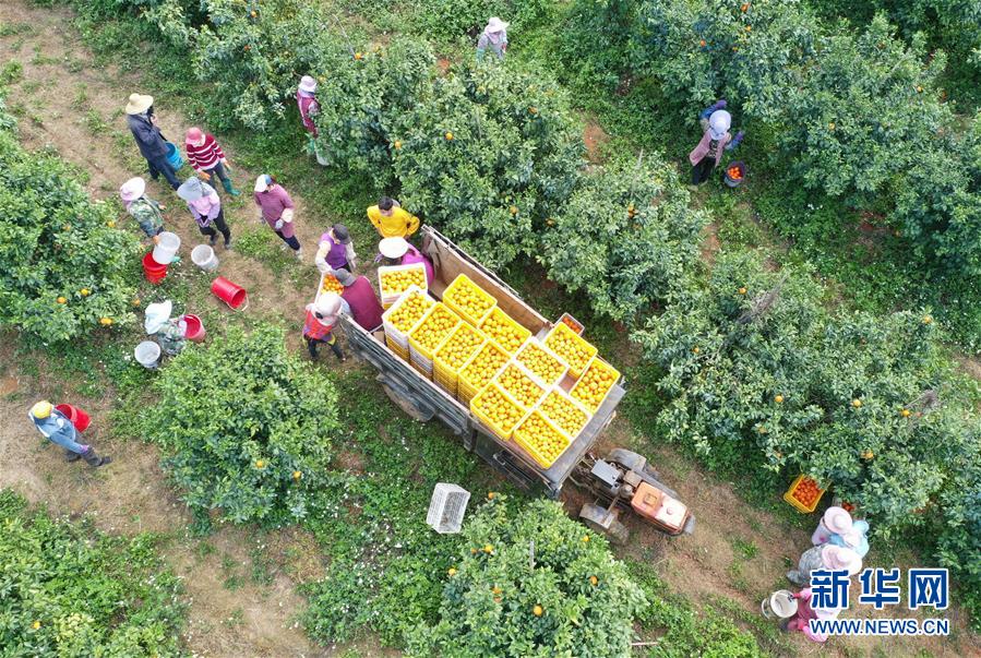 क्वाङ सीको ऊ मिङ क्षेत्रको "हरित मार्ग"द्वारा कृषि उपजको बिक्री